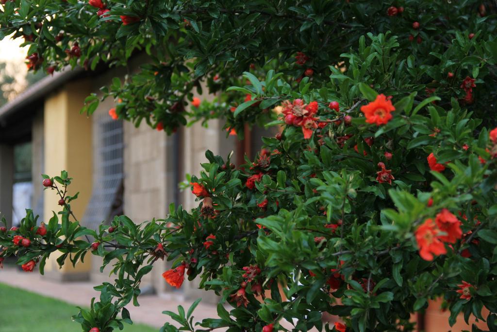Al Vecchio Fontanile B&B Ladispoli Exterior photo